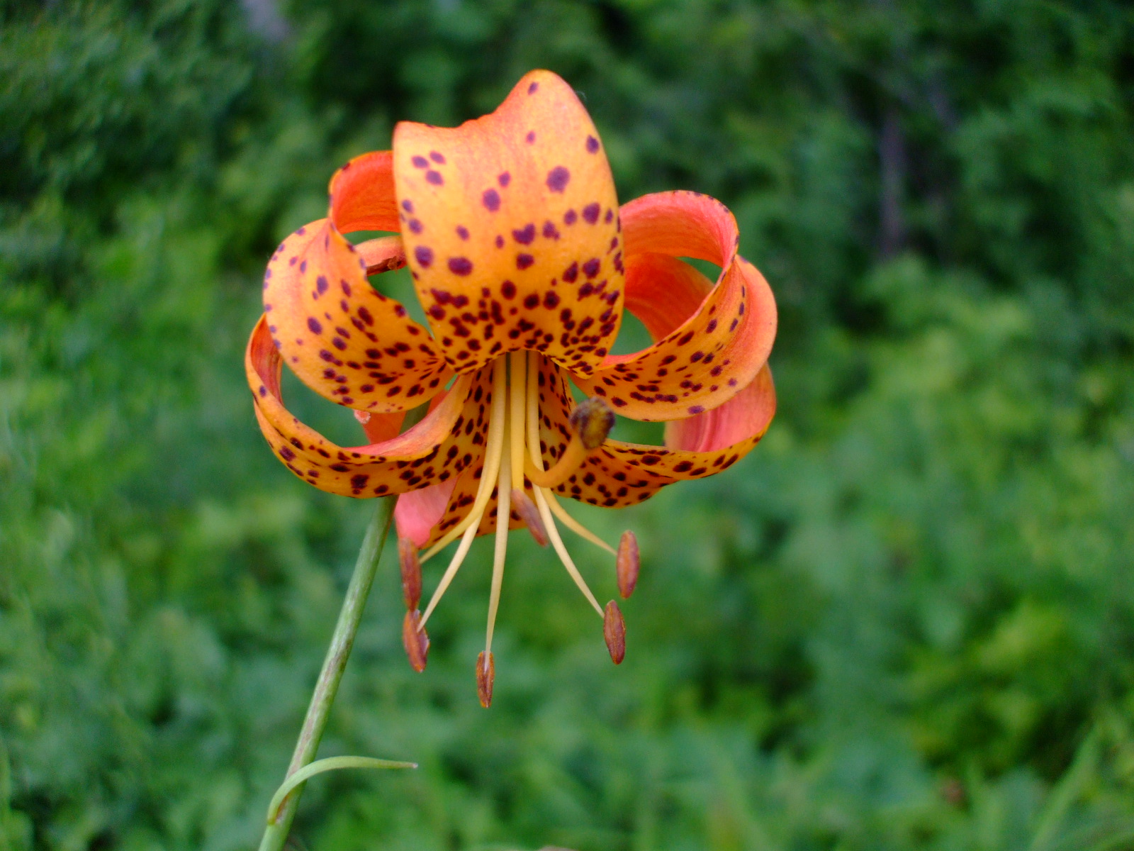 Lilium michiganense